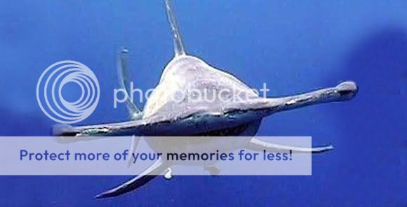 أغرب 10 أسماك قرش في العالم (قروب صدى الملاعب) strange_sharks_10.jpg?t=1280848584