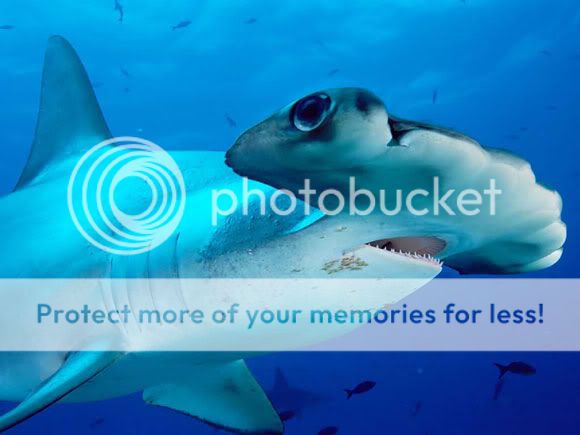 أغرب 10 أسماك قرش في العالم (قروب صدى الملاعب) strange_sharks_11.jpg?t=1280848585