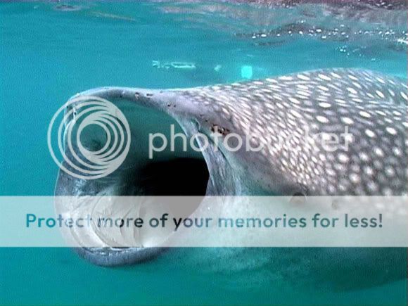 أغرب 10 أسماك قرش في العالم (قروب صدى الملاعب) strange_sharks_16.jpg?t=1280848705