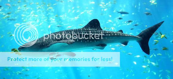 أغرب 10 أسماك قرش في العالم (قروب صدى الملاعب) strange_sharks_18.jpg?t=1280848801