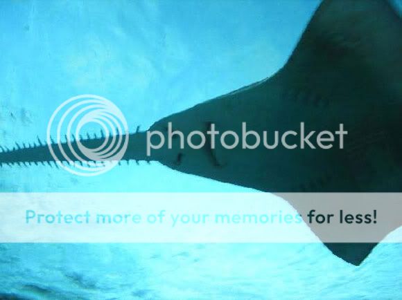 أغرب 10 أسماك قرش في العالم (قروب صدى الملاعب) strange_sharks_20.jpg?t=1280848802
