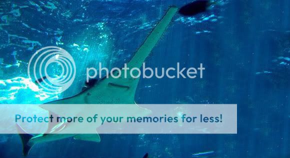 أغرب 10 أسماك قرش في العالم (قروب صدى الملاعب) strange_sharks_21.jpg?t=1280848804