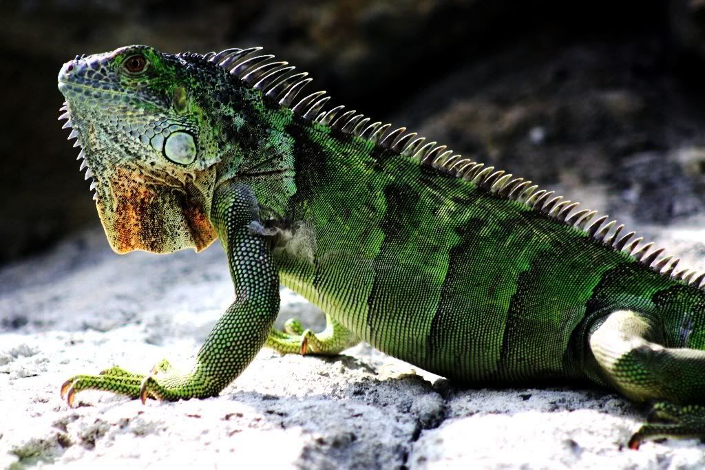 iguana1.jpg