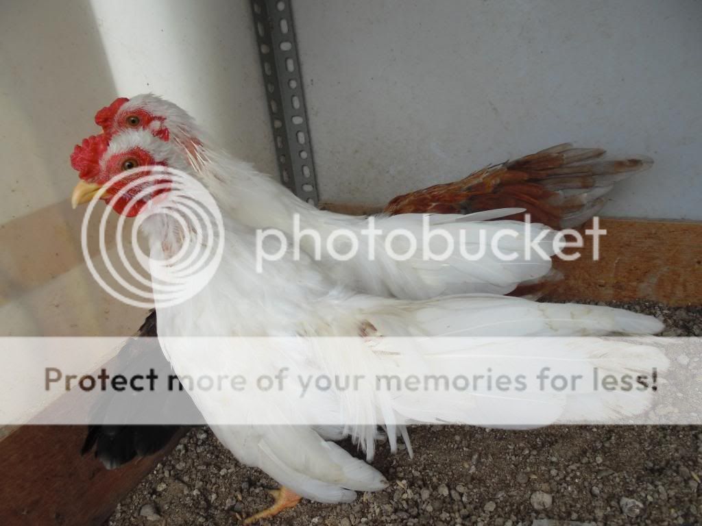 HCM- Tân châu - Chuối , nhạn - 3